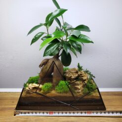 Флораріум з Бонсай Гори 24 см