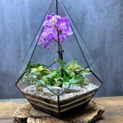 флораріум, орхідея, живі квіти у вазі, декор, подарунок, 8 березня, день народження, композиція з квітами