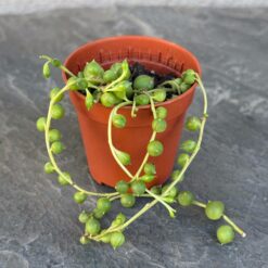 Крестовик Роули горшок 5 см, Senecio rowleyanus суккулент для декора, Жемчужный крестовик мини растение, Суккулент с круглыми листьями 5 см, Нитка жемчуга горшок маленький, Senecio rowleyanus для флорариума, Сенецио Роули декоративный суккулент, Крестовик Роули горшок миниатюрный, Сенечио с нитевидными побегами растение, Декоративный крестовик нитка жемчуга, Суккулент Роули для интерьера, Senecio rowleyanus мини горшок, Хрестовик Роулі горщик 5 см, Senecio rowleyanus сукулент для декору, Перлинний хрестовик міні рослина, Сукулент з круглим листям 5 см, Нитка перлів горщик маленький, Senecio rowleyanus для флораріуму, Сенеціо Роулі декоративний сукулент, Хрестовик Роулі горщик мініатюрний, Сенечіо з ниткоподібними пагонами рослина, Декоративний хрестовик нитка перлів, Сукулент Роулі для інтер'єру, Senecio rowleyanus міні горщик