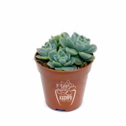 Ехеверія витончена Альбіканс