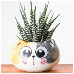 Кіт здивованиЙ, КОТ КАШПЛ