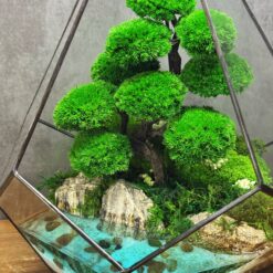 Мосаріум з мохом в краплині Надія