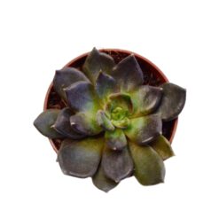 суккуленты