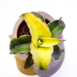 суккуленты