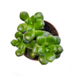 суккуленты