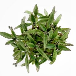 суккуленты