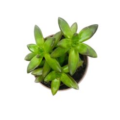 суккуленты