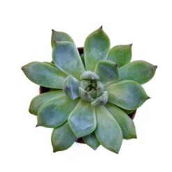 суккуленты