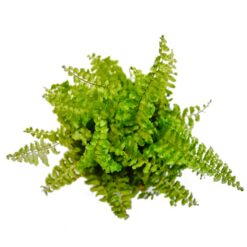 Нефролепcис