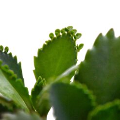 суккуленты