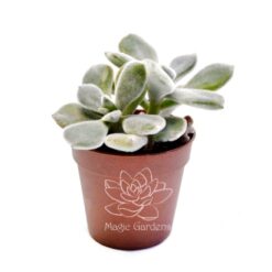 Ехеверія Подушковидна