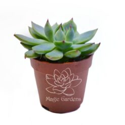 Ехеверія Чихуахуензис