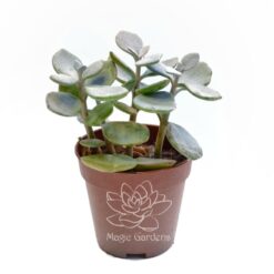 суккуленты