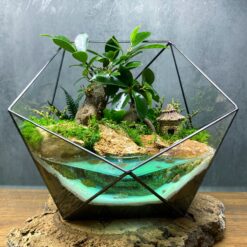 Флорариум, бонсай