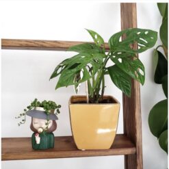 Монстера Monkey Leaf