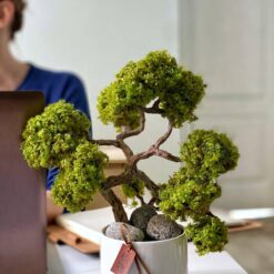 Бонсай в китайском стиле