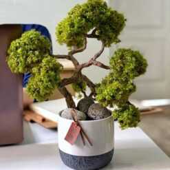 Бонсай Японія зі стабілізованими рослинами