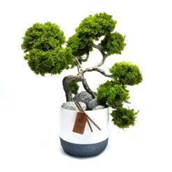 Бонсай у китайському стилі