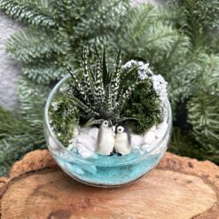 Флорариум с суккулентом с Пингвинами