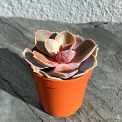 Ехеверія Перлина Нюрнберга (Perle Von Nurnberg)