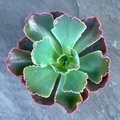 Эхеверия Неон Брекер (Echeveria Neon Breakers)