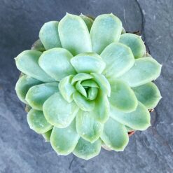 Ехеверія витончена ( Echeveria Elegans)