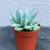 Ехеверія Хукера/Хукері (Echeveria Hookeri)