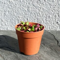 Анакампсерос Санрайз (Anacampseros Sunrise)