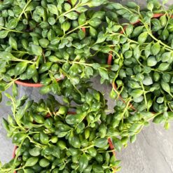 Крестовник Геррейна, Крестовник гвозделистный (Senecio Herreianus)