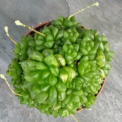 Хавортия ладьевидная (Haworthia cymbiformis)