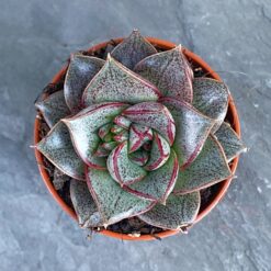 Эхеверія китайська (Echeveria Chinesis)