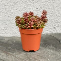 Очиток Сталхи (Sedum stahlii)