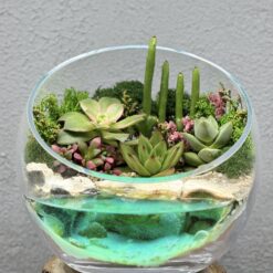 Флорариум з сукулентами та водою