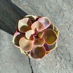 Ехеверія Перлина Нюрнберга (Perle Von Nurnberg)