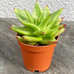 Ехеверія Агавовидна ліпстік