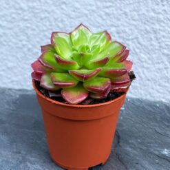 Ехеверія Мультикауліс або Мідна Роза (Echeveria Multicaulis