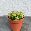 Крассула Рупестрис Том Тамб (Crassula Rupestris Tom Thumb )