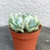 Eхеверія Топсі Турві (Echeveria Topsy Turvy