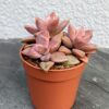Граптоседум Бронзовий (Graptosedum Bronze)
