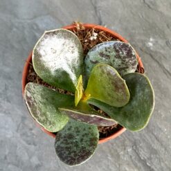 Adromischus maculatus Адромискус плямистий купити в Україні