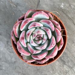 echeveria blue minima купить в украине