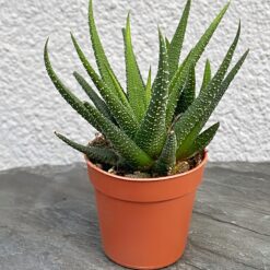 Хавортія фасціата Конколор (Haworthia Fasciata var. Concolor)