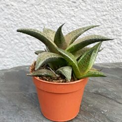 Хавортия мозаичная Хавортия шахматная Hawortia tesselata