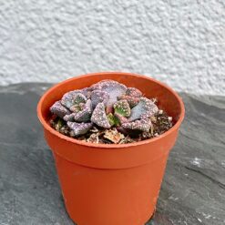 Titanopsis calcarea Титанопсис известковый