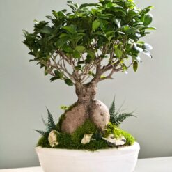 Ficus microcarpa Ginseng Фикус Гинсенг Микрокарпа