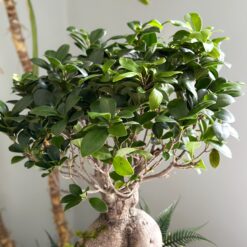 Фікус Гінсенг Мікрокарпа