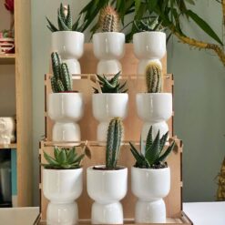 Кашпо з сукулентом