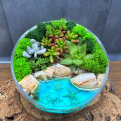 Флораріум з сукулентами
