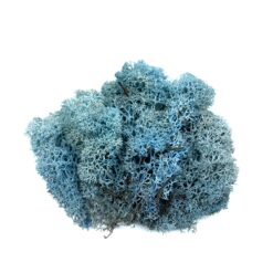 Стабілізований мох Ягель блакитний