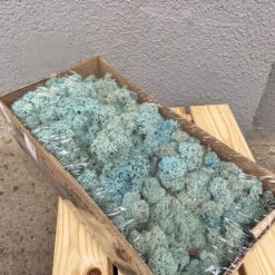 Стабілізований мох Ягель блакитний